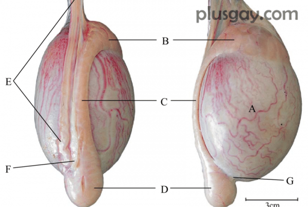 Testicle00230b04be93637ce4c36.png
